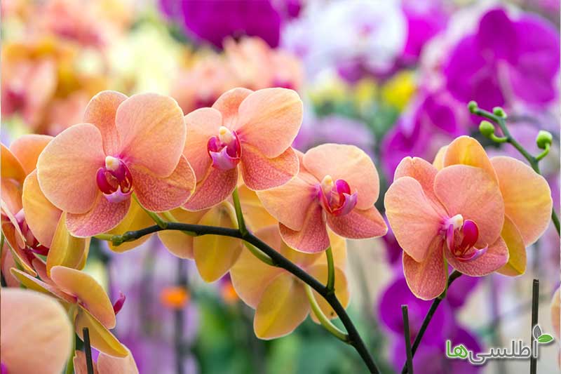 روشنایی و دمای مناسب