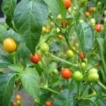 بذر فلفل بند انگشتی