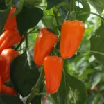 بذر فلفل پاپریکا نارنجی