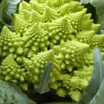 بذر کلم رومانسکو