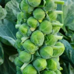 بذر کلم بروکسل