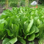 بذر کاهو سالادی