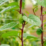 بذر اسفناج رونده مالابار