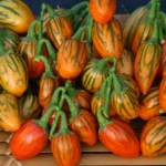 بذر بادمجان توگا