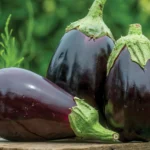 بذر بادمجان دلمه ای مشکی