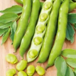 بذر باقلا درشت