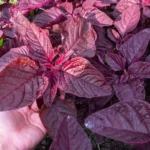 بذر آمارانتوس آشلانتوس