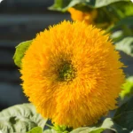 بذر آفتابگردان زینتی پامتوسط پُرپَر زرد با کیفیت