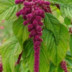 قدرت رشد بذر آمارانتوس نخلی بالاست.