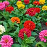 از بذر آهار پاکوتاه الوان گلهای درشت و زیبایی میروید.