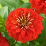 از بذر آهار پاکوتاه قرمز گلهای درشت و زیبایی میروید.