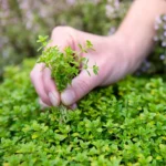 گیاه حاصل از بذر آویشن شیرازی برای کاشت در مناطق معتدل و گرمسیر هم مناسب است.