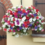 گل حاصل از بذر اطلسی آویر الوان بسیار بادوام است.