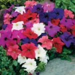 گل حاصل از بذر اطلسی گُلدرشت الوان بسیار درشت و زیبا است.