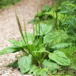 با کاشت بذر بارهنگ یک گیاه دارویی خوب در خانه داشته باشید.