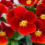 با کاشت بذر بنفشه قرمز باغچه زیبا میشود.