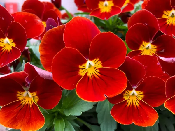 با کاشت بذر بنفشه قرمز باغچه زیبا میشود.