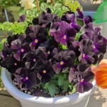 بنفشه محصول بذر بنفشه معمولی پرکلاغی بسیار خاص است.