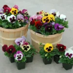 از کاشت بذر بنفشه گُلدرشت الوان بنفشه هایی زیبا حاصل میشود.