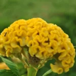 بذر تاج خروس چتری پاکوتاه طلایی برای کاشت در گلدان هم مناسب است.