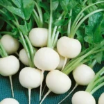 بذر ترب گرد سفید