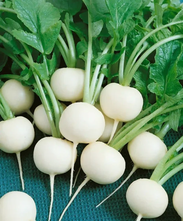 بذر ترب گرد سفید - Image 1