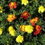 بذر گل جعفری پاکوتاه مینیاتوری الوان در بهار کاشته میشود.