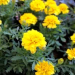 بذر گل جعفری پاکوتاه مینیاتوری زرد در بهار کاشته میشود.