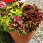 بذر حسن یوسف ویزارد الوان از بهترین انواع بذر میباشد.