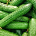 بذر خیار بوته ای