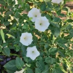 بذر داتوره پابلند سفید سمی است.