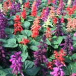 کاشت بذر سلوی پابلند الوان بهترین گزینه برای باغچه های دارای سایه است.