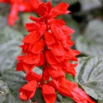 کاشت بذر سلوی پاکوتاه قرمز بهترین گزینه برای باغچه های دارای سایه است.