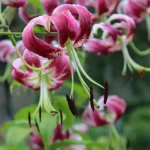 با کاشت بذر سوسن چلچراغ ارغوانی یک گل خاص در حیاط خود داشته باشید.