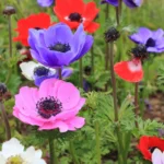 بذر شقایق نعمانی (آنمون) پامتوسط الوان برای کاشت در همه مناطق مناسب است.