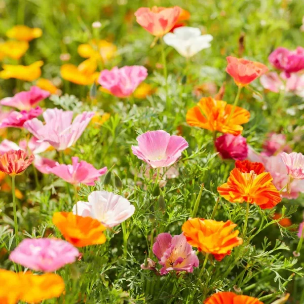 بذر شقایق کالیفرنیایی پاکوتاه الوان برای کاشت در مناطق گرم و مرطوب بسیار مناسب است.