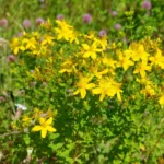 با کاشت علف چای میتوانید با محصول آن دمنوش گیاهی درست کنید.