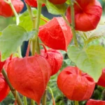 میوه حاصل از کاشت بذر فیسالیس آلکِکِنگی قرمز رنگ قرمز زیبایی دارد.