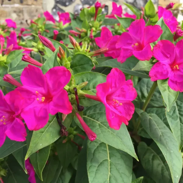 با کاشت بذر لاله عباسی پامتوسط بنفش بوته ای پر از گل خواهید داشت.