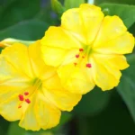 با کاشت بذر لاله عباسی پامتوسط زرد بوته ای پر از گل خواهید داشت.