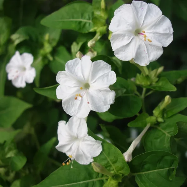 با کاشت بذر لاله عباسی پامتوسط سفید بوته ای پر از گل خواهید داشت.
