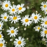 با کاشت بذر مارگریت پابلند سفید بوته ای پر از گلهای کوچک سفید خواهید داشت.