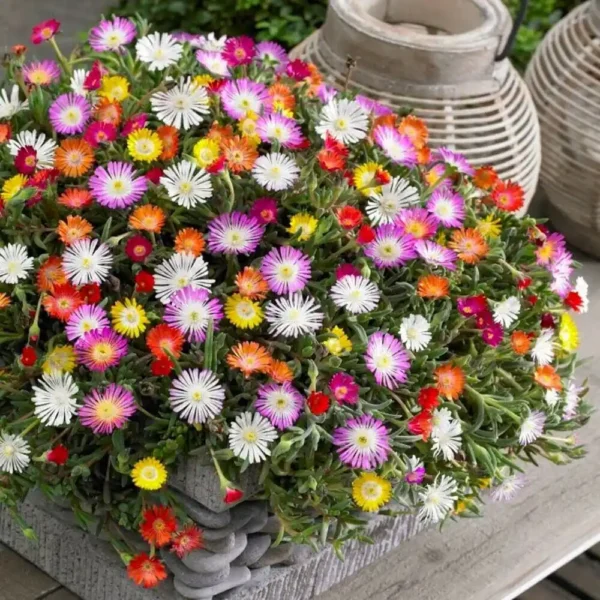 بذر ناز فرانسوی الوان بهترین انتخاب برای کاشت در باغچه آفتابگیر است.