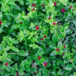 بذر ناز یخی بهترین انتخاب برای کاشت در باغچه آفتابگیر است.