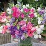 با کاشت بذر گل نخودی پامتوسط الوان زیباترین گل را برداشت میکنید.