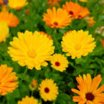 بوته گلهای حاصل از بذر گل همیشه بهار پاکوتاه الوان بسیار بادوام هستند.