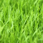 بذر چمن لولیوم سایه برای کاشت در سایه هم مناسب است.