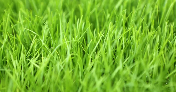 بذر چمن لولیوم سایه برای کاشت در سایه هم مناسب است.