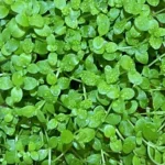 بذر چمن مونت کارلو برگ درشت مناسب برای کاشت در تراریوم و آکواریوم میباشد.