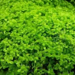 بذر چمن مونت کارلو برگ ریز مناسب برای کاشت در تراریوم و آکواریوم میباشد.